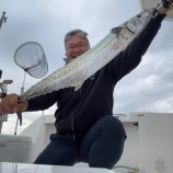 『大阪湾のメーター鰆』の画像