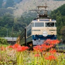 9月の川根路　花ピンとブルートレイン