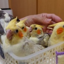 ◇2026年春雛◇嘴打ちが始まりました☆