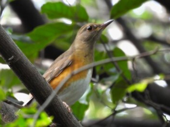 2026年10月29日の野鳥公園
