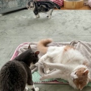 じゃれ合い相手を探している猫と猫トイレのお話