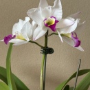 レリオカタルスロン　ヴィレッジ.チーフ.パルファム