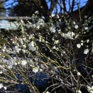 劫罰の道端に咲く梅