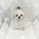 真っ白なマルチワワちゃん.｡.:･ﾟ♡･:.｡.