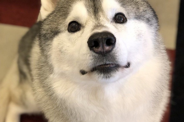 情報てんこもりチャンネル 動画