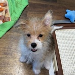 神奈川県相模原市　ワンラブ　コピオ相模原店ブログ