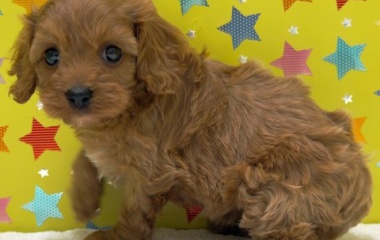 『新しいわんちゃんの紹介です🐶』の画像