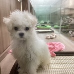 群馬県伊勢崎市　ワンラブ　カインズ伊勢崎店ブログ