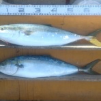 中本渡船ブログ