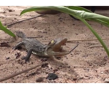 ご主人のお帰りを待っていたかわいい秋田犬 海外の反応 りらっくすねいちゃー