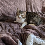 urushizutoぐみ と