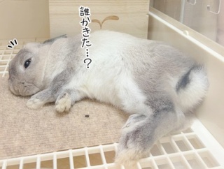 うさぎのルリ(8/12追記)