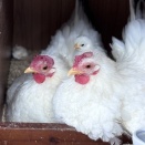 ヒヨコが増えました