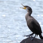 Tokyo_wildbirdpark_blog
