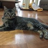 ワイ、飼い猫に涙の懇願wwwwwwwwwwww