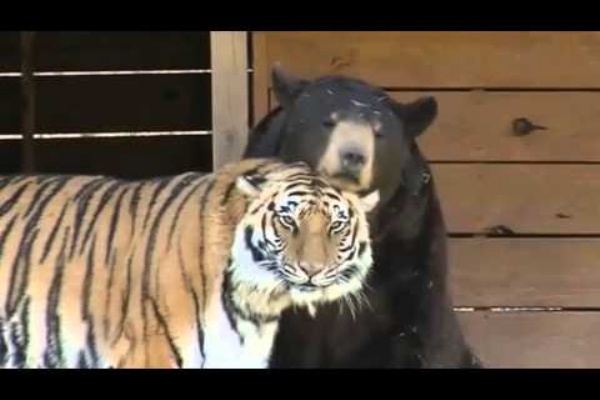 生物プラネット ライオン