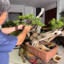 中国“真の盆栽家“王永康師❗️老成の新境地・真柏創作‼️