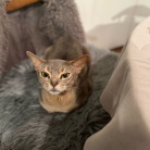 だんなさま作、居酒屋さん風の夜ごはん