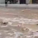 【海外】 洪水が街を襲った。１匹のネコが流されているぞ！ → すると…