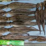 富士見市鶴瀬　腰痛　肩こり　ひざ痛　花谷接骨院の院長日記　Part Ⅱ