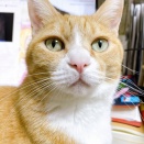 密着したがる猫。