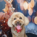 トリミングのお客様(20・21日)part2