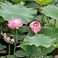 不忍池の蓮はまだかと思ったら・・・＆牛骨拉麺磯川