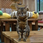 猫カフェ ねこまんまBlog