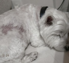 アトピーは一気に治らない。ゆきちと、現実に戻った日 〜乳酸菌・減感作・脱毛を経て思ったこと〜