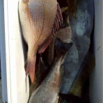 みなもと渡船のオフィシャルblog