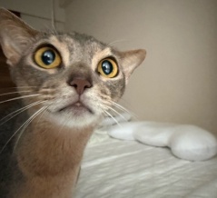 朝一番の猫たち