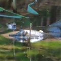 産卵期でスッポンが出て来た🐢📸（多々良沼公園）