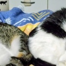 未來ちゃんとエイ君