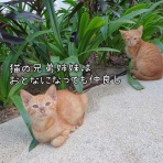 ねころぐ ～にゃんごくLife @クアラルンプール～