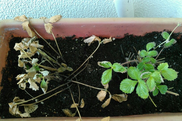 お金をかけないメダカ飼育とベランダ菜園 ワイルドストロベリー