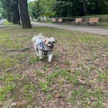 愛犬と一緒に光が丘公園でお散歩。*\(^o^)/*