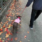 私とサクラの小さい秋