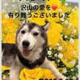 哀しい虹の橋🌈🌈🌈アイビーは神様の元へ