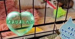 昨日は秘密結社ねこのひげ譲渡会♪