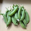 スナップエンドウが採れた