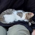 野良子ネコがお姉さんの膝で寝ていた。そろそろ行かないと。そっと子猫をどかしてみる → こうなる…
