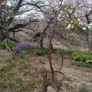 春爛漫、やっと桜の風景写生ができました。