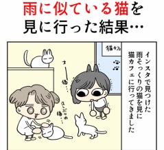 雨に似ている猫を見に行った結果…
