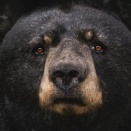 都市に住むクマの秘密の生活：コンクリートジャングルへの適応