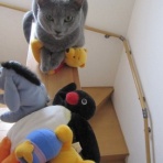 猫だらけ