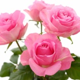 �ػפ��ФΤ��֤�ץꥶ���֥ɲù��Ǥ���褦�ˤʤ�ޤ������٤β���