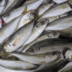 メバル釣行記