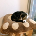 ”猫おでん”あり〼。