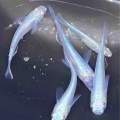 🐟メダカ•金魚入舎情報‼️