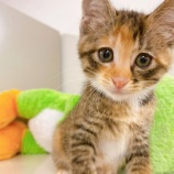 『【子猫】あやみちゃん 里親募集中です』の画像